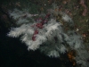 Black Coral
